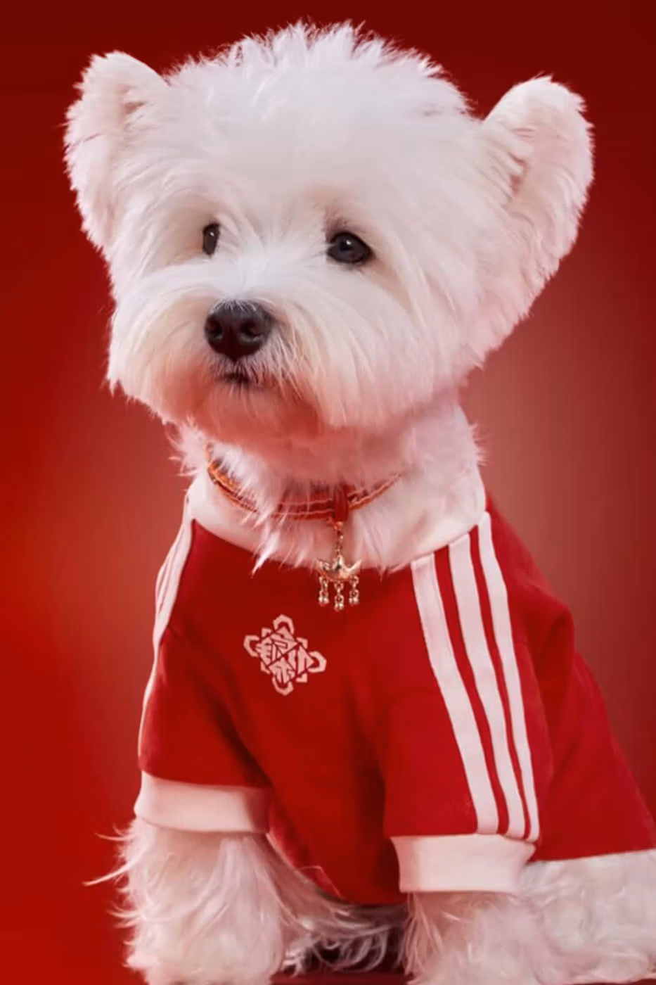 adidas pets