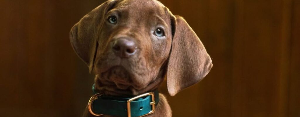 Scooby-Doo uskoro dobija igranu adaptaciju